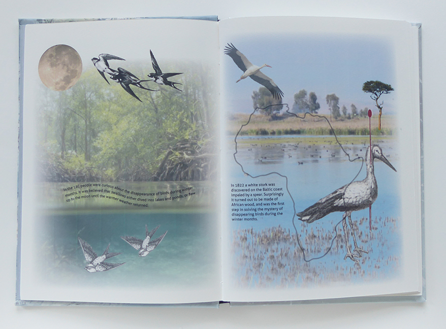 Early ideas of bird migration. Original drawing of the Stork which flew from Africa to Germany with a spear in its chest