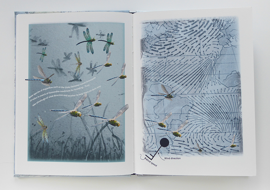 Migrating drdagonflies showing the influence of wind direction